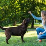 A Guide to Find the Best Dog Food for Cane Corso